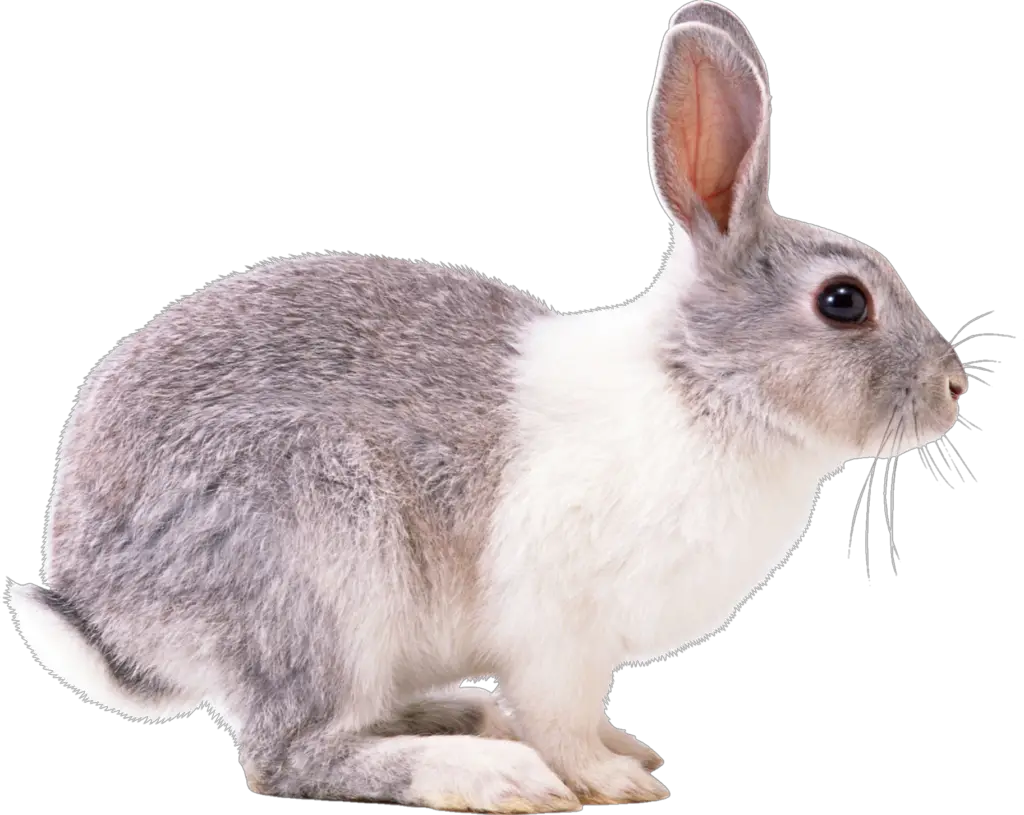 Rabbit Bunny png 