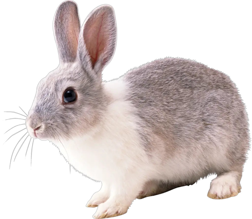 Transparent Rabbit Png