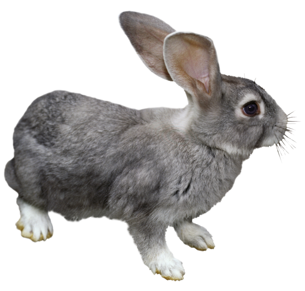 Wild Rabbit Png