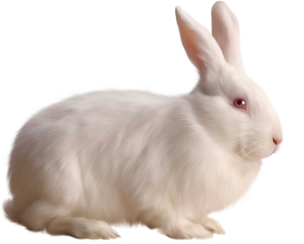 White Rabbit Png
