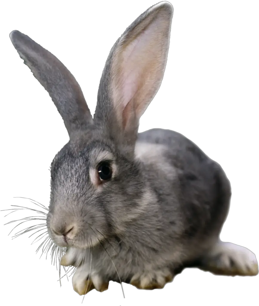 Wild Rabbit Png