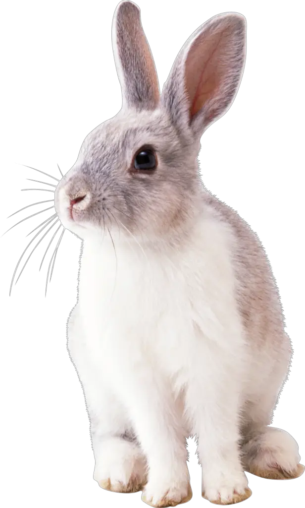 Bunny Rabbit Png