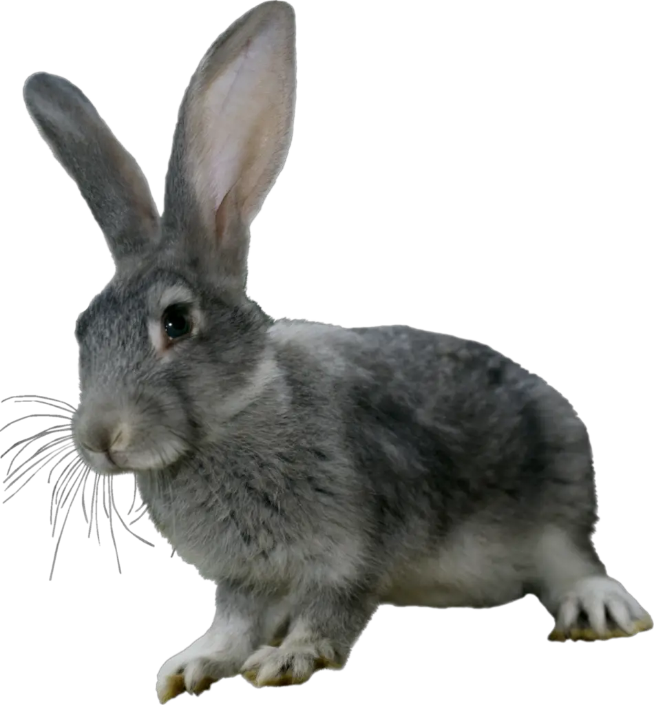 Transparent Rabbit Png