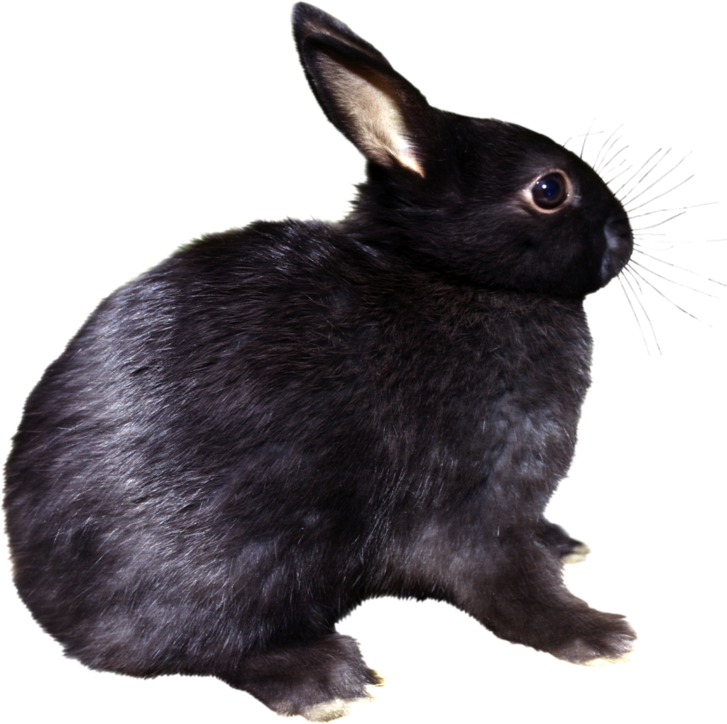 Black Rabbit Png