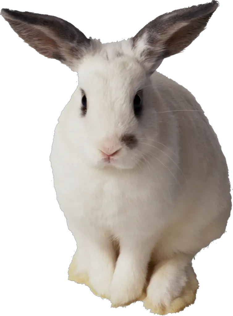 Transparent Rabbit Png