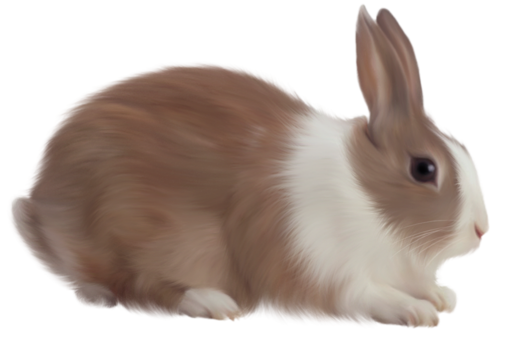Rabbit Clipart Png