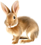 Rabbit Png Image