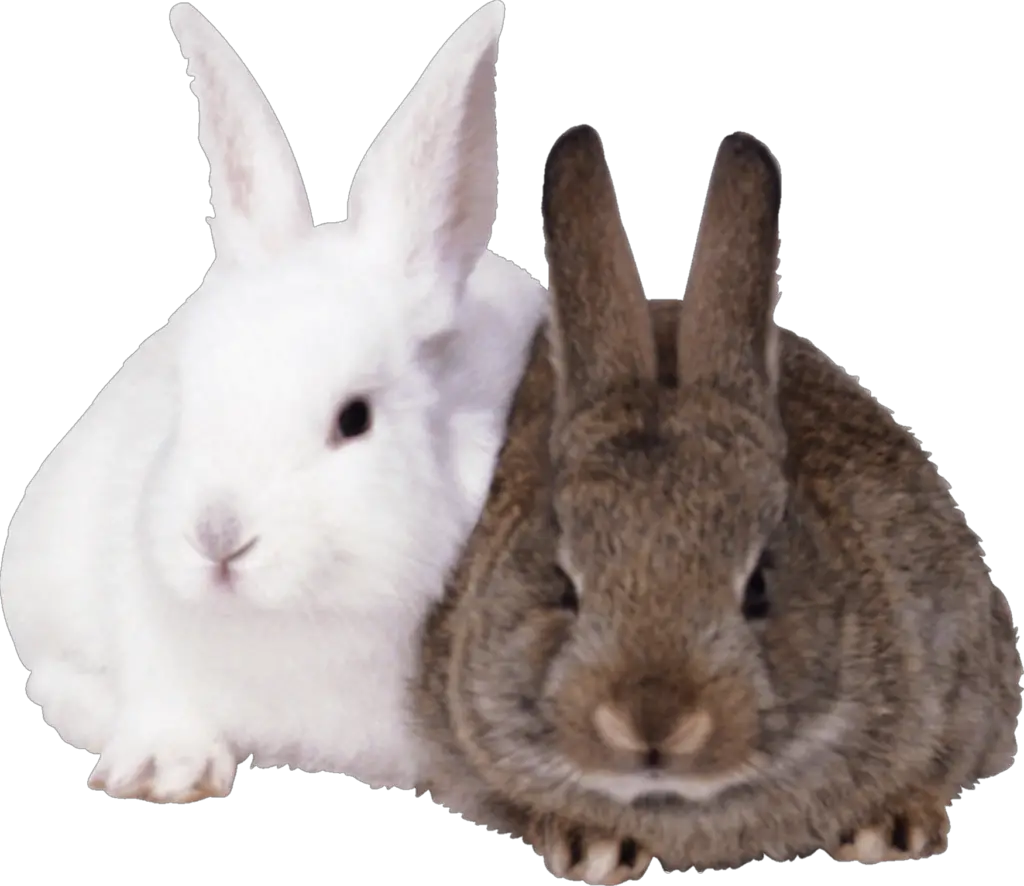 Rabbit bunny png 