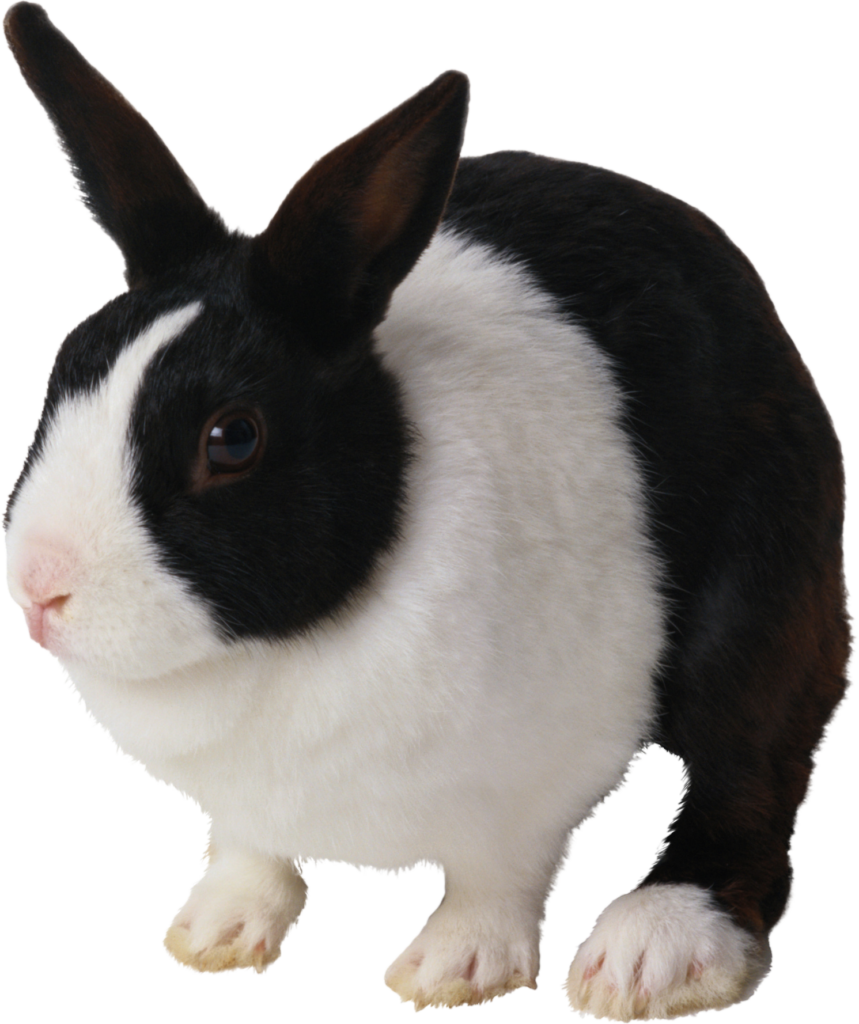 Cute Rabbit Png