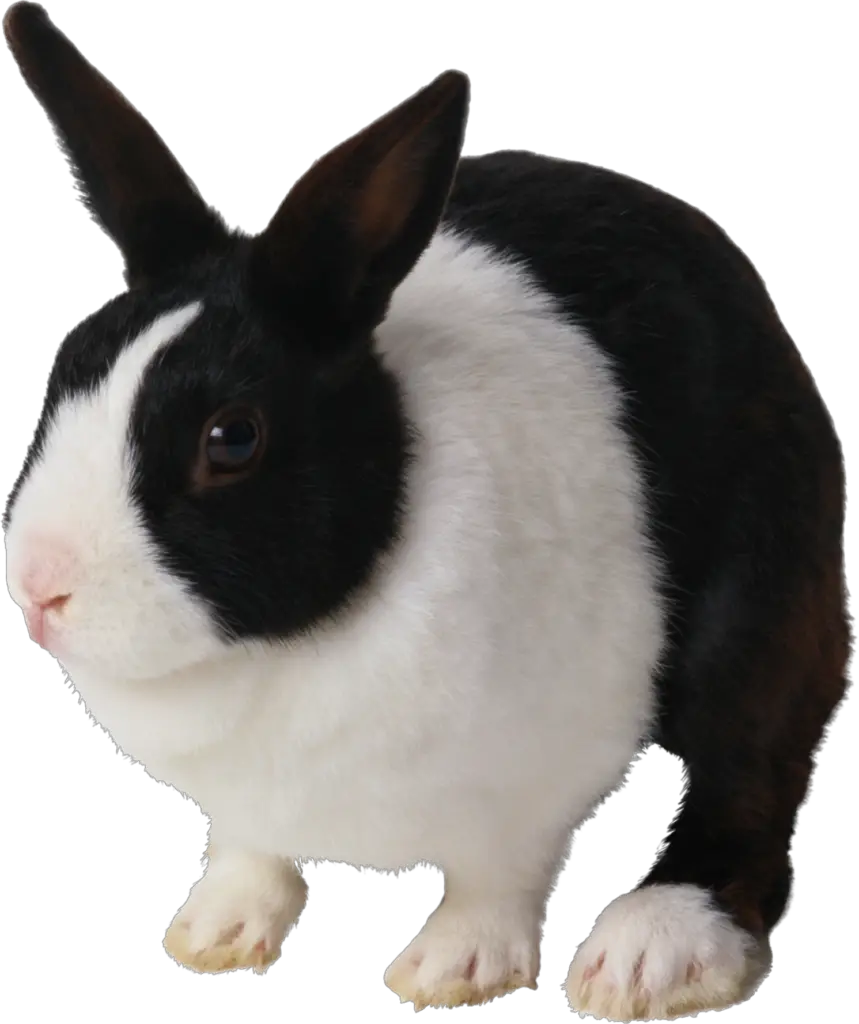 Cute Rabbit Png