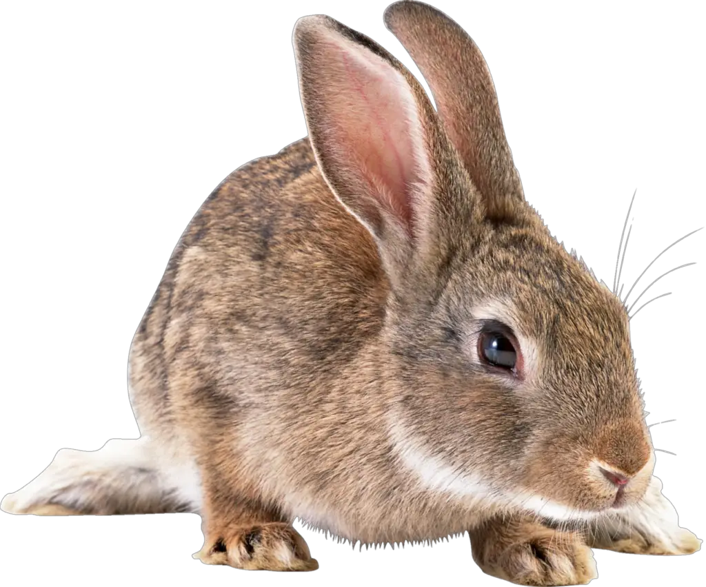 High Resolution Rabbit Png