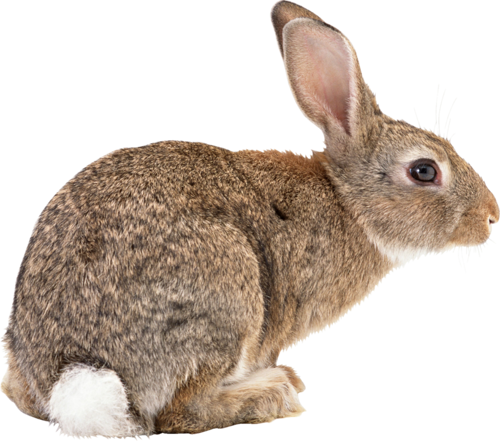 High Resolution Rabbit Png