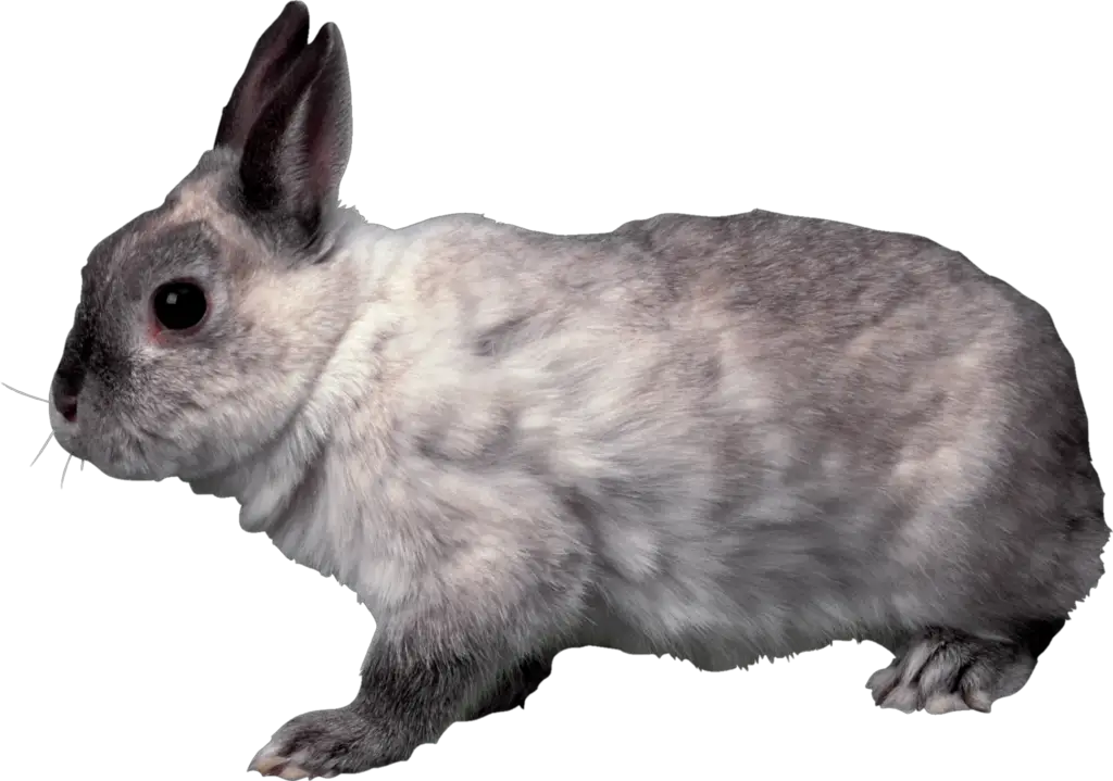 Wild Rabbit Png