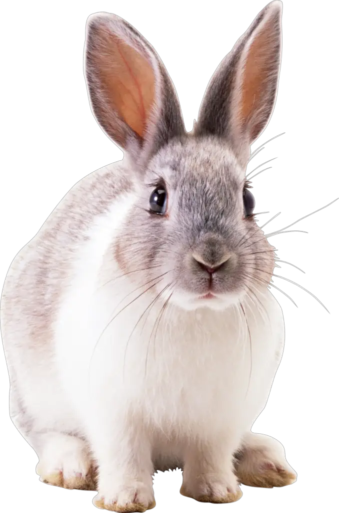 Transparent Rabbit Png