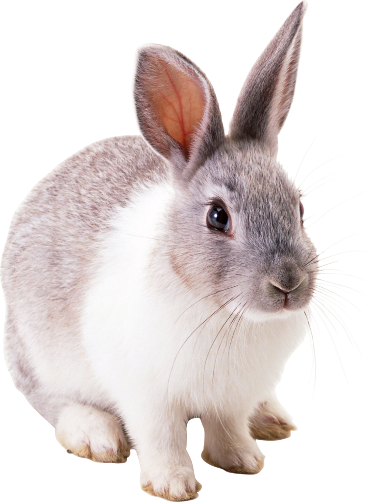 Bunny Rabbit Png