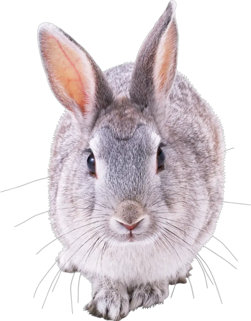 Rabbit Bunny png 