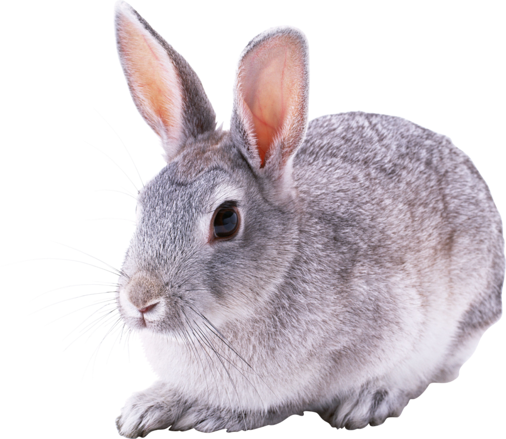 Transparent Rabbit Png