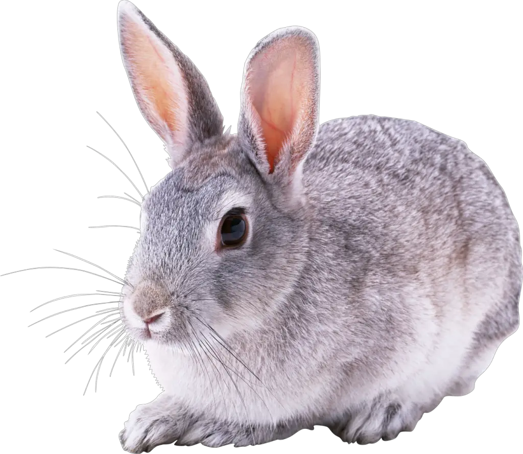 Transparent Rabbit Png