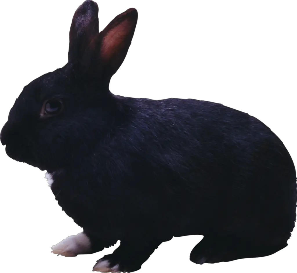 Black Rabbit Png