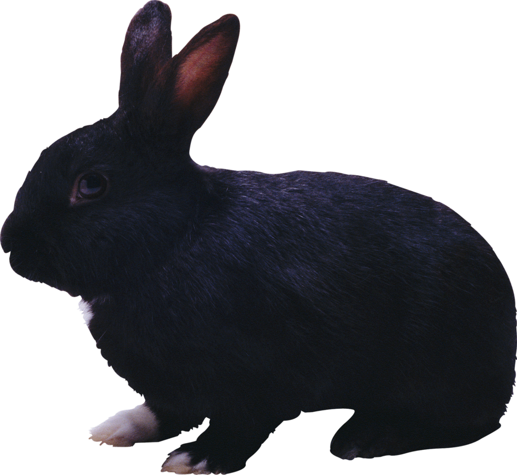 Rabbit-8