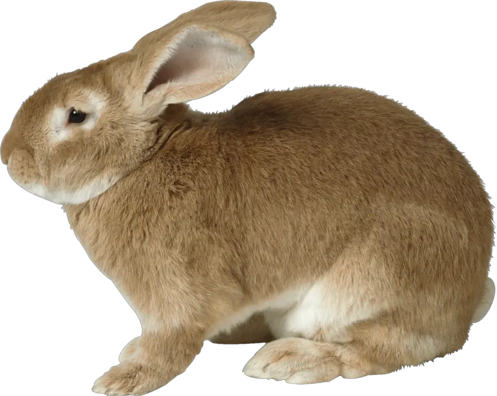 High Resolution Rabbit Png