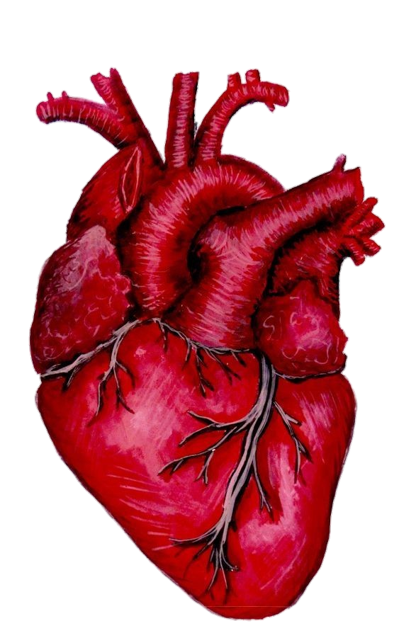 Human Heart Anatomy Png