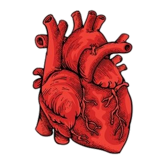 Aesthetic Human Heart Png
