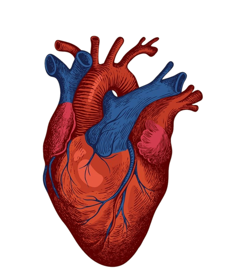Anatomical Human Heart Png