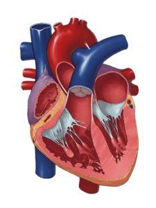 Human Heart Circulatory System Png