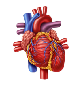 Realistic Human Heart Png