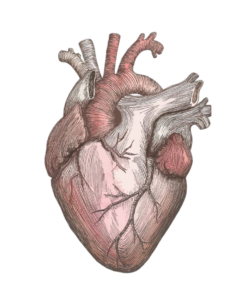 Drawn Human Heart Png