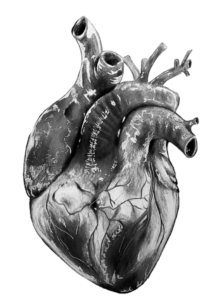 Black and White Human Heart Png