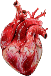 Human Heart clipart Png