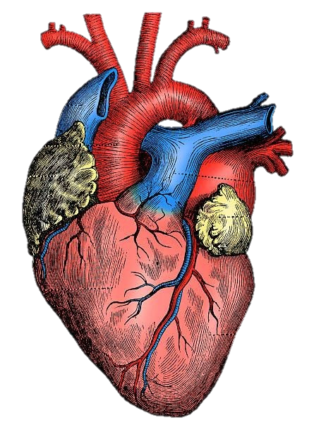 Aesthetic Human Heart Png