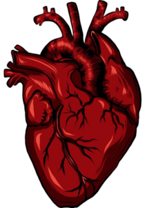 Human Heart Clipart Png