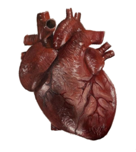 Realistic Human Heart Png
