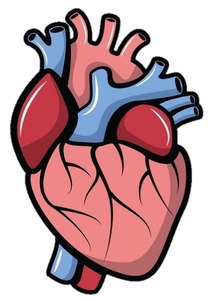 Human Heart Vector Png
