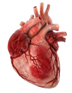 Real Human Heart Png