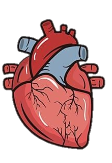 Human Heart Clipart Png