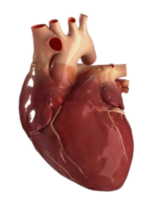 Human Heart Illustration Png