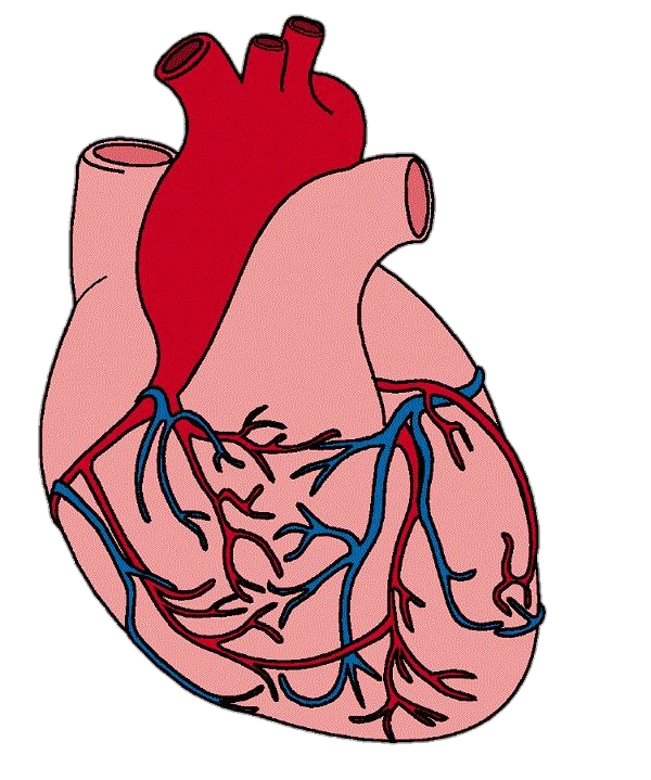 Human Heart Diagram Png