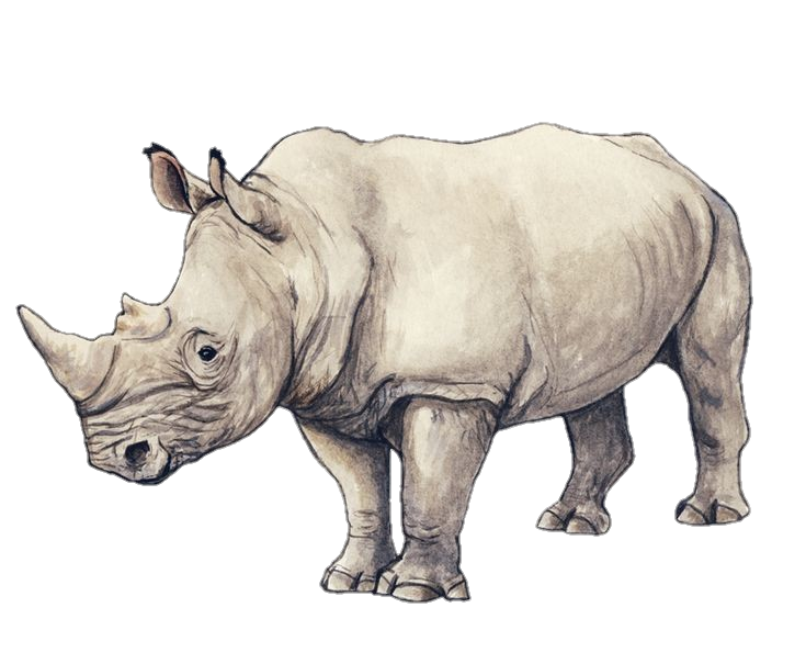 Rhino Art png 