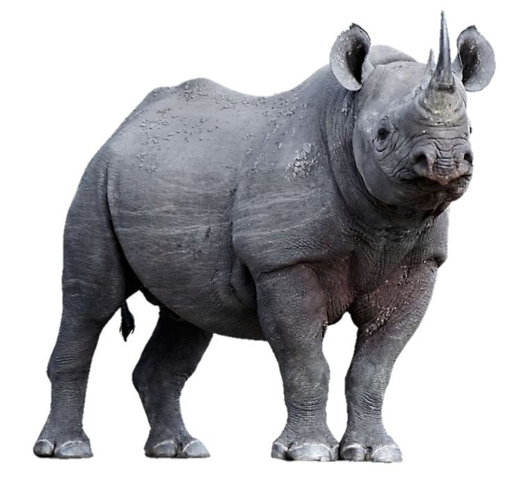 Real Rhino Png