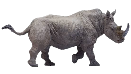 Rhino-3
