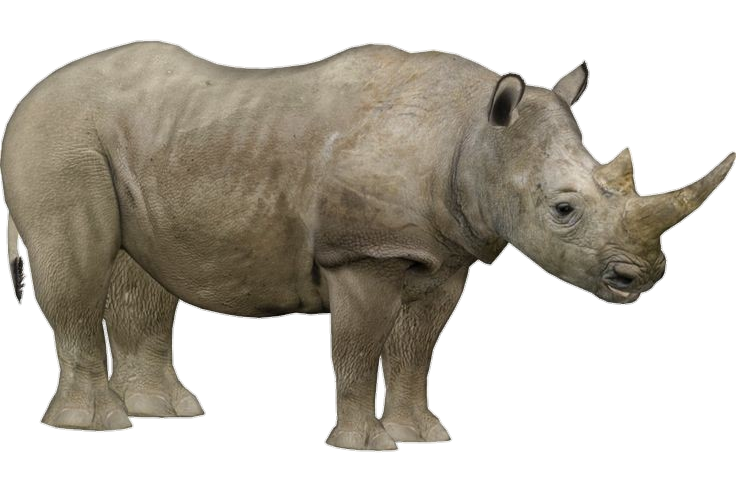 Rhino-4