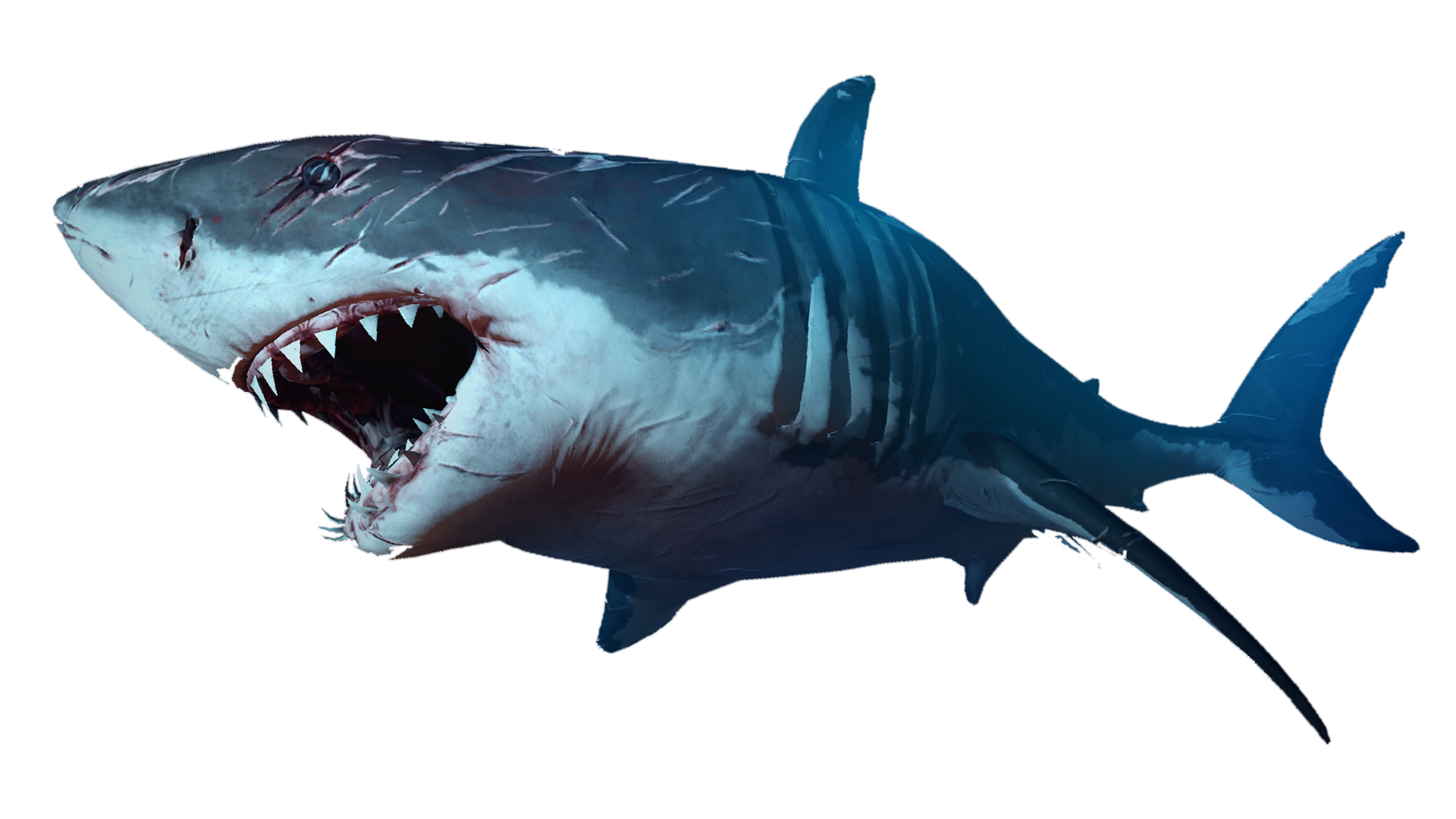 Shark-1