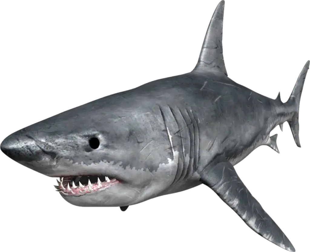 Baby Shark PNG Transparent Images Free Download, Vector Files