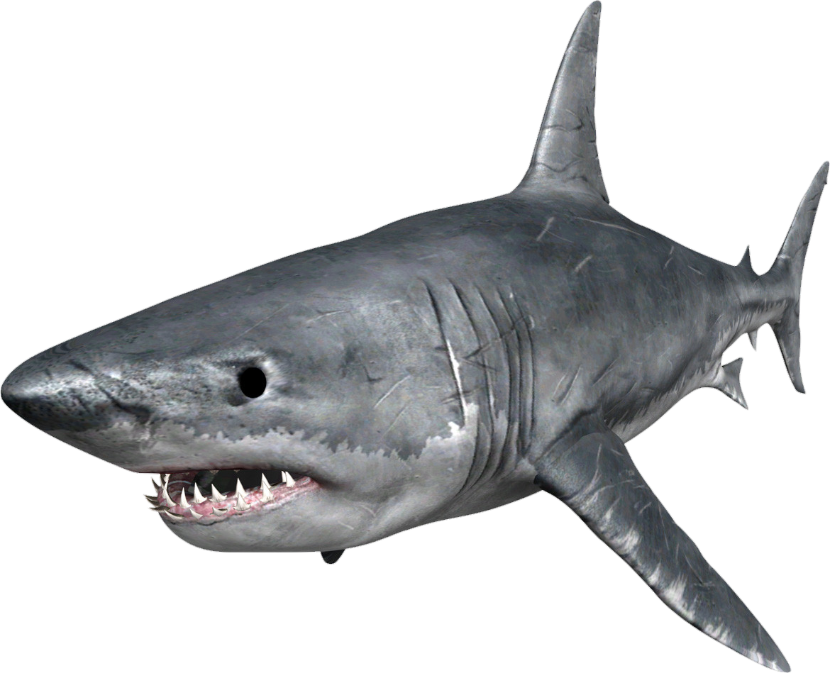 Shark-2