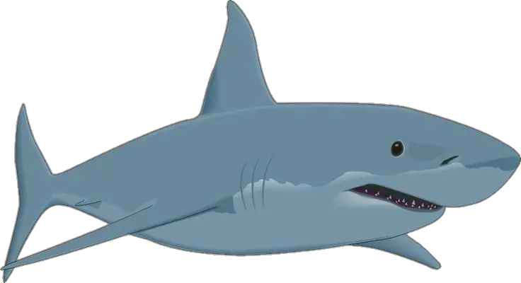 Animated Shark Png