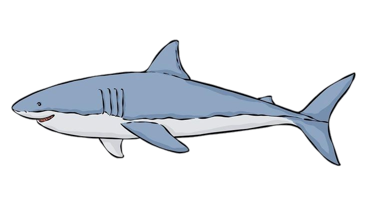 Shark clipart Png